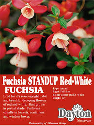 Fuchsia Standup Red White Bred For It S Semi Upright Habit And Beautiful Drooping Flowers Of Red And Wh Orange Nursery Front Porch Decorating Red And White