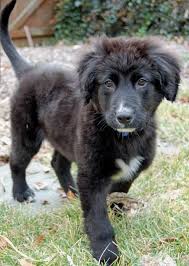 All Black Border Collie Puppy Elway The Border Collie Mix Lab Mix Puppies Collie Puppies Puppies