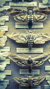 Gavin Lee Manners Creations Brighton Booth Museum Insect Collection Butterfly Taxidermy Insects