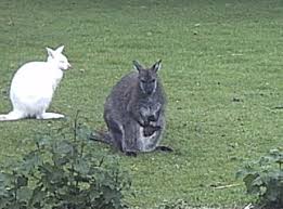 They are found chiefly in australia. Wallaby Wikiwand