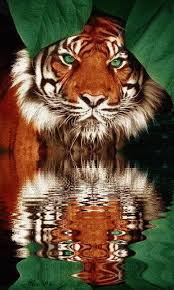 Download Animated 480x800 Tiger Lurking In Water By Ofra Cell Phone Wallpaper Category Pets Water Live Wallpaper Live Wallpapers Beautiful Live Wallpaper