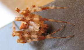 Camels have long been domesticated and, as livestock, they provide food (milk and meat) and textiles (fiber and felt from hair). Spiders In Colorado