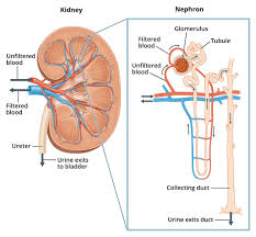 Jul 01, 2021 · figure created with biorender.com. Nephron Labeled Diagram Anatomy And Structure