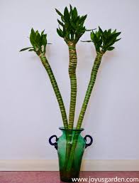 Check spelling or type a new query. Growing Lucky Bamboo 24 Things To Know About Caring