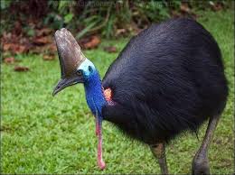 Check spelling or type a new query. Flora Dan Fauna Khas Papua Barat Daftar Flora Fauna