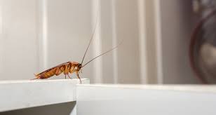 common hotel pests and how to spot them