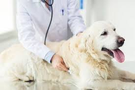 Animal Health Center | Enterprise, AL | Home