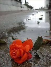 Everything i need is on the ground. Red Rose On Ground Desicomments Com