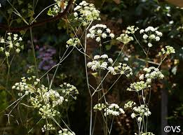 Image result for Diospyros consolatae-rotundifolia intermediates