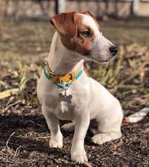 150 Movie Character Names For Dogs The Paws Dog Names Movie Characters Jack Russell