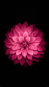 If you have your own one, just create an account on the website and upload a picture. Hot Pink Flower Wallpapers Group 49