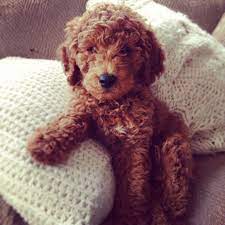 Golden Doodle Nice And Curly I Want One Of These In The Future D Cute Dogs Goldendoodle Cute Animals