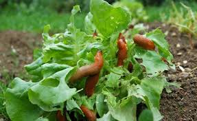 Schnecken Erfolgreich Bekampfen Schnecken Im Garten Garten Pflanzen Pflanzen