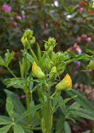 Image result for Crotalaria barkae