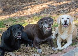 Hello friends aaj main aap logon ke liye lekar aaya hun two months old labrador puppyअगर आप लोग इसको अडॉप्ट करना चाहते हैं तो वीडियो को एंड तक देखते रहनाआप. Lucky Labs Rescue Home Facebook