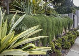Alderley Garden My Verandah Subtropical Gardens Brisbane Garden Veranda Plants