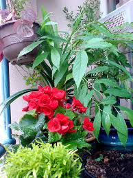 Mereka juga percaya berkumur dengan air daun inai boleh menolong menyembuhkan sakit tekak. 22 September 2012 Blog Seorang Jojet