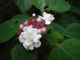 Image result for Clerodendrum fasciculatum