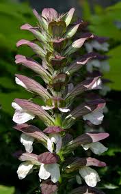 Image result for Acanthus