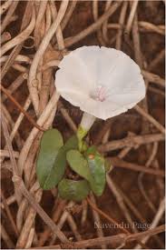 Image result for Ipomoea marginata