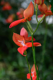 Image result for Disa stairsii