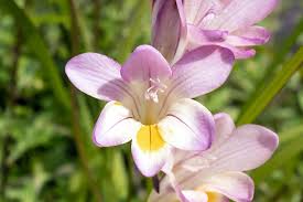Image result for Freesia grandiflora