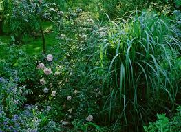 Floraisonde début juin à début octobre. A L Ombre Un Jardin En Fleurs