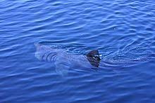 Basking sharks have been reported in all oceans of the world. Basking Shark Wikipedia