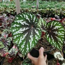 3 x de r$ 23. Begonia Kitkat Shopee Indonesia