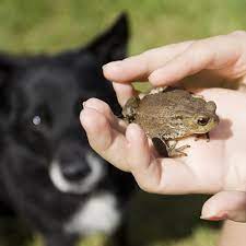 Are frogs good for the garden. Are Frogs Good For The Garden Pros Cons Pond Informer