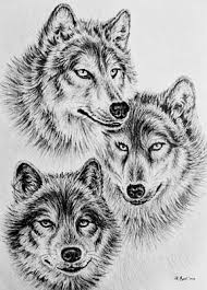 Easy, step by step cartoon wolf drawing tutorial. White Wolf Drawings Fine Art America