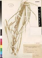 Image result for Ischaemum afrum