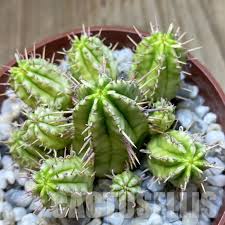 Image result for Euphorbia platycephala