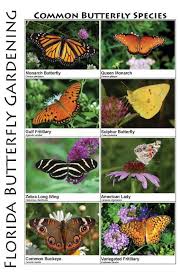 Local grown pesticide free florida native plants, seasonally, organically grown veggie starter plants Butterflies Butterfly Plants Of Central Florida Butterfly Plants Butterfly Garden Plants Florida Gardening