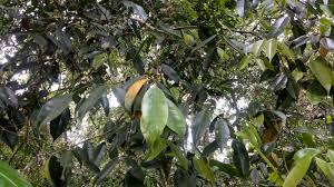 Image result for Memecylon insulare