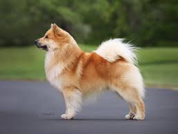 The icelandic sheepdog is a breed of dog of spitz type originating from the dogs brought to iceland by the vikings. Liberty Run Kennel Dog Boarding Kennel In Oklahoma City Dog Breeder