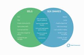 The Difference Between Eels And Sea Snakes Sea Snake Ocean Conservation Snake