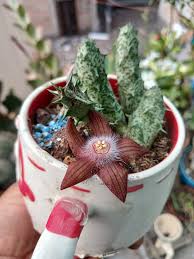 Image result for Tridentea marientalensis