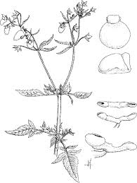 Image result for Calceolaria tripartita
