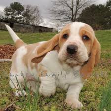 Basset hounds are loving and want to be with a great family just like most other dog breeds. Georgia Basset Hound Puppies Posts Facebook