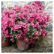 Floramore Azalea Hot Pink 1pc National Plant Network U S D A Hardiness Zones 7 9 In 2020 Pink Azaleas Azaleas Plants
