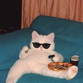 Just chilling , relax 😎 #relaxing #chilling #cat #cool #fypシ #relax #cats  #catsofinstagram #catlife #memes #meme