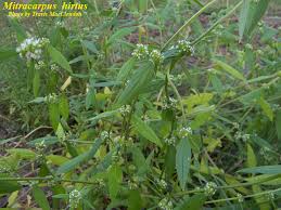 Image result for Mitracarpus