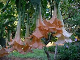 Image result for Brugmansia