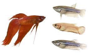 Males are intensely colored, and females appear as washed out male. Male Vs Female Betta Fish Appearance Behavior Differences