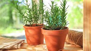 10 piante per purificare l aria di casa cure naturali it. Piante Che Aiutano A Purificare L Aria In Casa