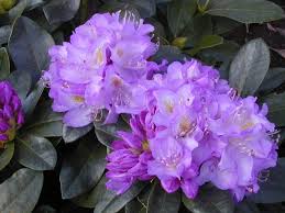 Minnetonka Rhododendron This Deep Lavender Flowering Rhodie Tolerates Heat And Sun Better Than Most Other Other Container Gardening Shade Season Plants Plants