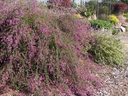 Being of the pea family (fabaceae), the flowers look very much like some clover flowers, but the plant forms a shrub, hence bush clover. Japanese Bush Clover Latin Lespedeza Thunbergii