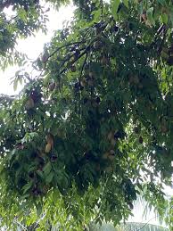 Image result for Crudia