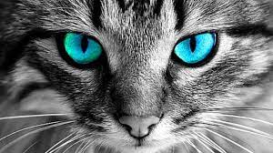 Why You Should Never Look Into Cats Eyes Cute Cats Cats Dog Cat